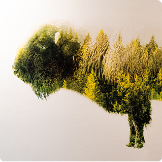 Wandgestaltung Hotel fünf10 – fotorealistischer Bison mit Natur-Doppelbelichtung auf weißer Wand