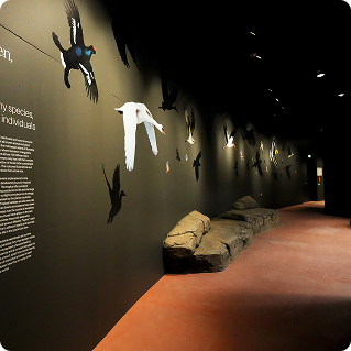 Wandgestaltung Zoo Dresden – immersive Ausstellung mit Tiermotiven auf dunklen Wänden im langen Ausstellungsgang