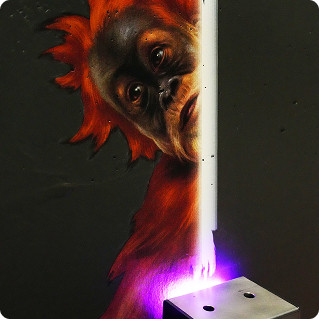 Wanddruck Zoo Dresden – fotorealistischer Orang-Utan-Porträt wird mit UV-Licht direkt auf Wand gedruckt